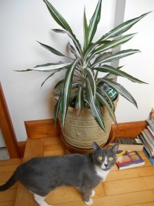 Cassie and the Corn Plant