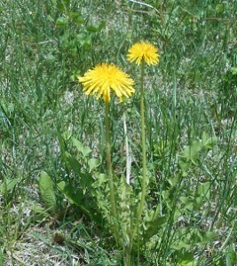 Dandelion3