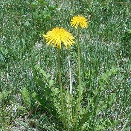 Spring Greens are Here