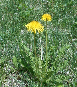 Spring Greens are Here