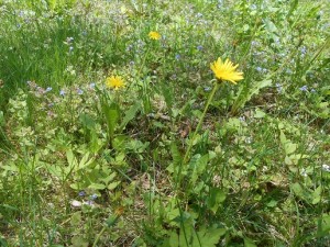 dandelion greens