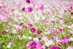 Tick exposure can be high in tall grasses and fields of flowers