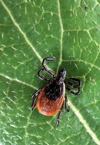 Lower Tick exposure with these tips