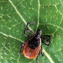 Treat Lyme Coinfections For More Complete Healing