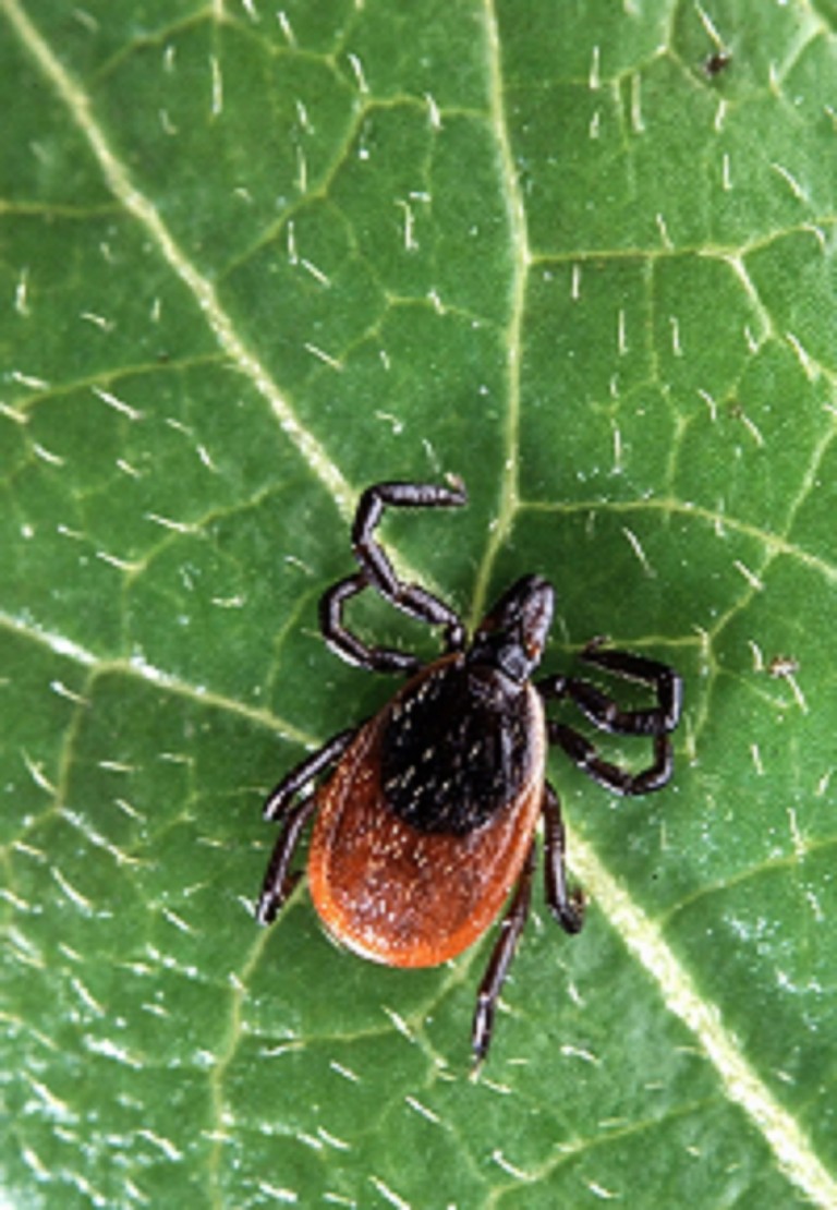 Tick Bite Protection Manage Tick Exposure Dare To Self Care