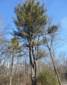 Large White pine