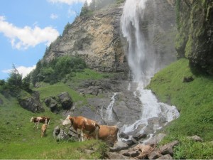 Pasture raised cows have a healthier fatty acid profile.