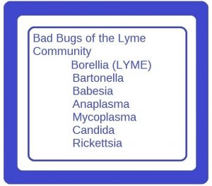 Lyme Self Help Know your infections