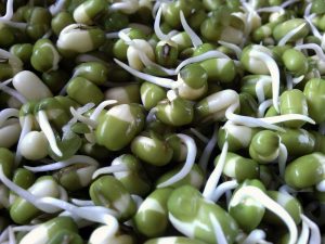 Mung Bean Sprouts