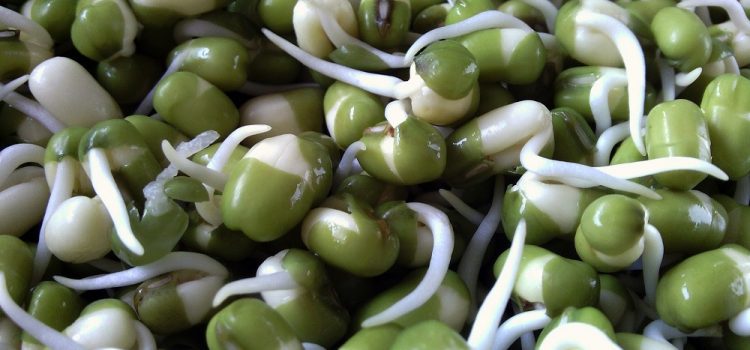 Mung Bean Sprouts