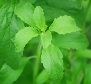 stevia is a sugar substitute