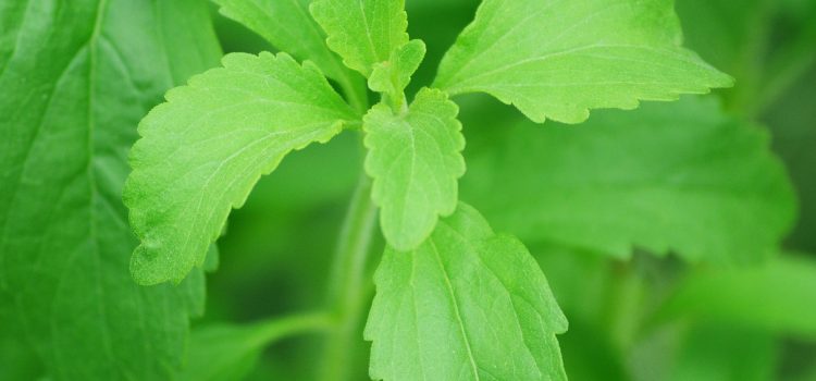 stevia is a sugar substitute