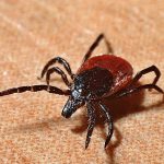 Chronic Lyme can start with a simple tick bite.