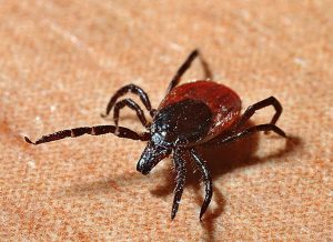 Lyme disease & Autoimmunity brought together by a tick bite