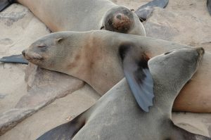 Seals Self Soothe with down time