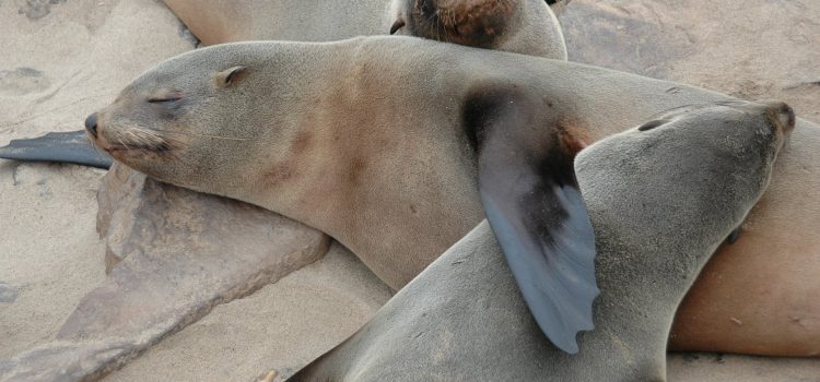 Seals Self Soothe with down time