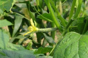 baby cucumber