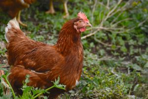 Chickens share their eggs with us and give their life to make chicken soup