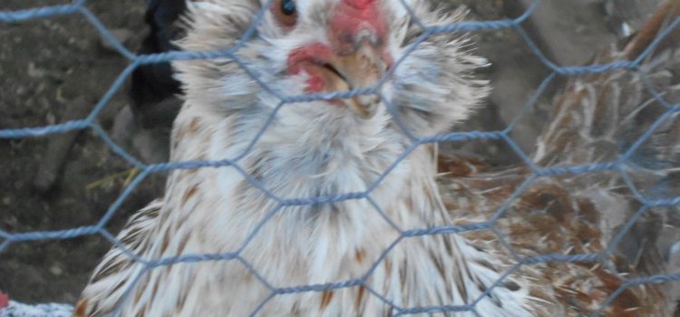 Back Yard Coops for chickens.