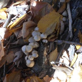 Fall Mushroom Foraging Fungi Fun