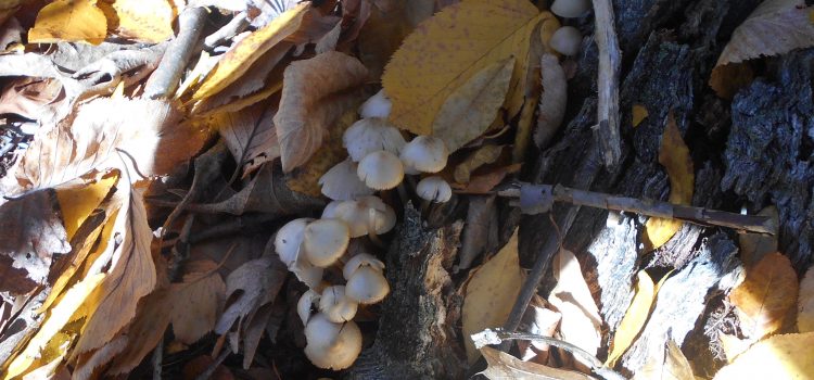 Fall Mushroom Foraging Fungi Fun