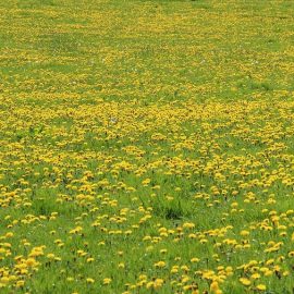 Eat Wild Weeds dandelions an easy start