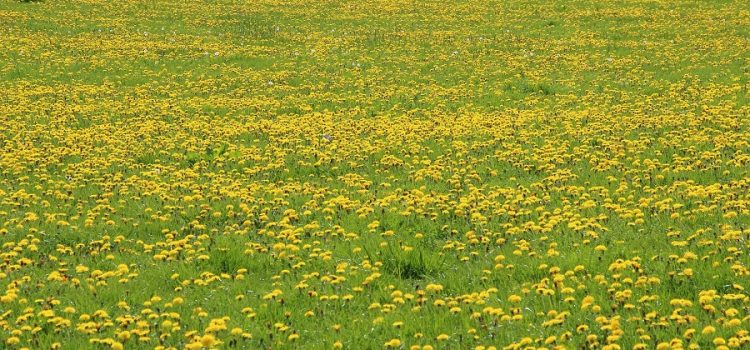 Eat Wild Weeds dandelions an easy start