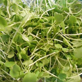 Microgreens ? It’s Really Time for Spring Eats