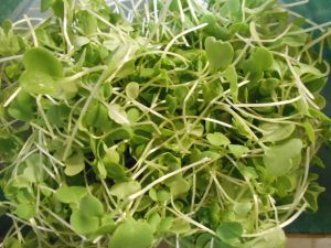 arugula microgreens