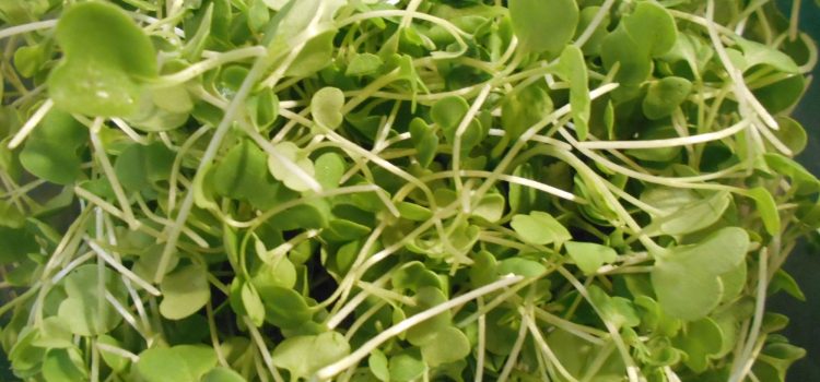 arugula microgreens