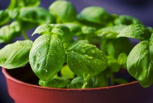 Fresh Food from herbs in a pot