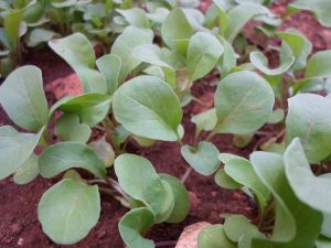 Arugula a healthy add to any sauce recipe