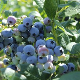 Blueberries – Add Antioxidants repair Lyme damage