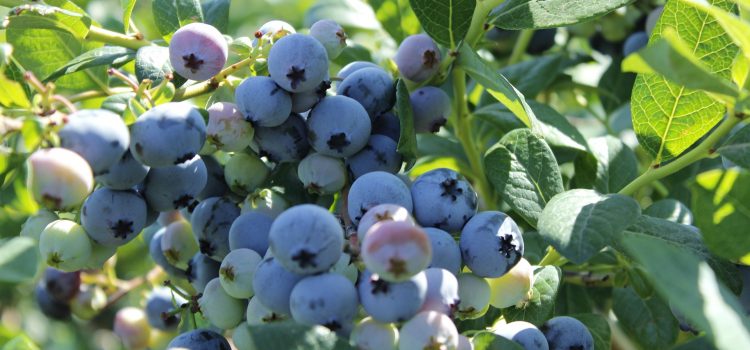 Blueberries – Add Antioxidants repair Lyme damage