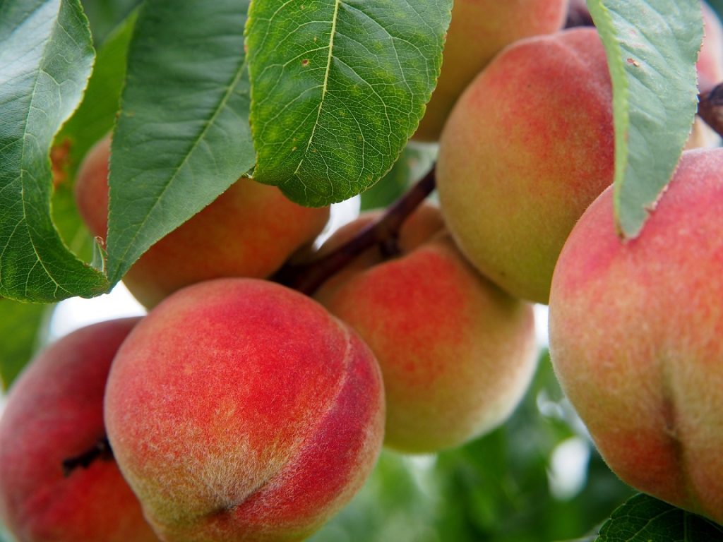 Pick a peach and take a bite!