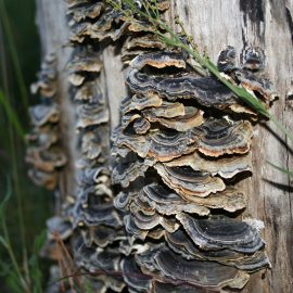 3 Mushrooms In My Lyme Healing Kit To Rebuild Health