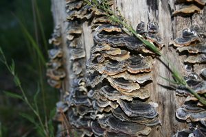 mushrooms in my lyme healing kit