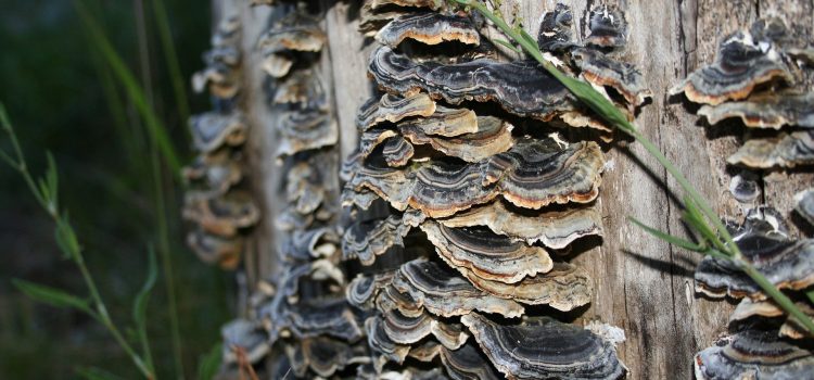 mushrooms in my lyme healing kit