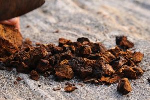 Chaga is one of the mushrooms in my Lyme healing kit.