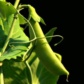 Fear of Ticks Can’t Silence The Call Of Fresh Peas