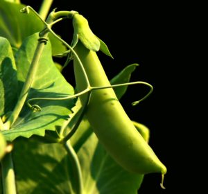 Fear of ticks won't keep me from picking peas and activity I love