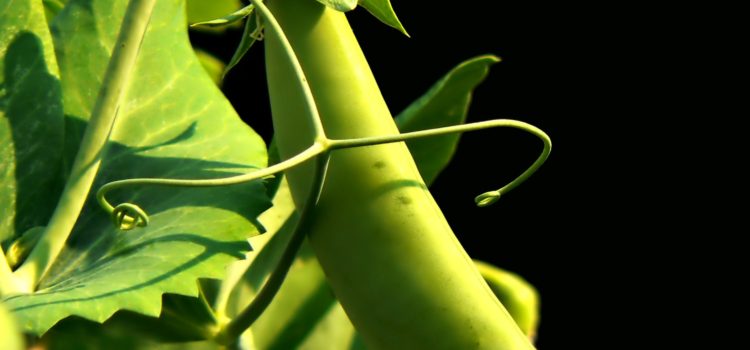 Fear of Ticks Can’t Silence The Call Of Fresh Peas