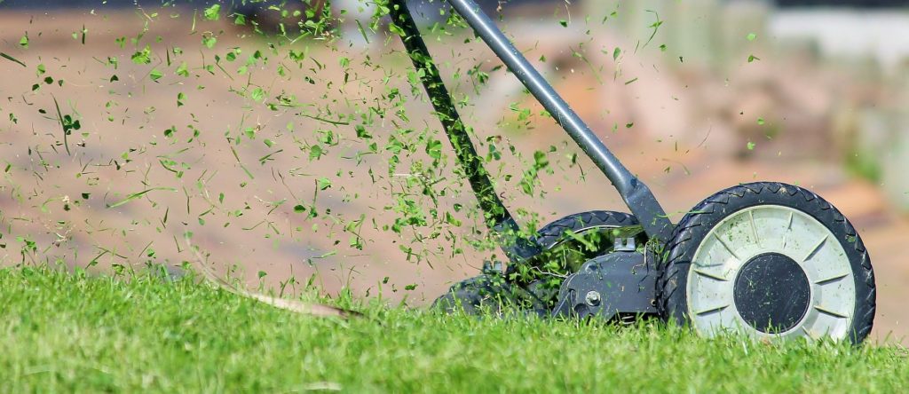 Mow often to keep yard tick unfriendly