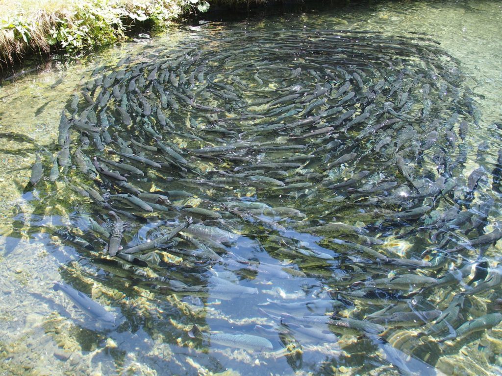 farmed fish create a food struggle