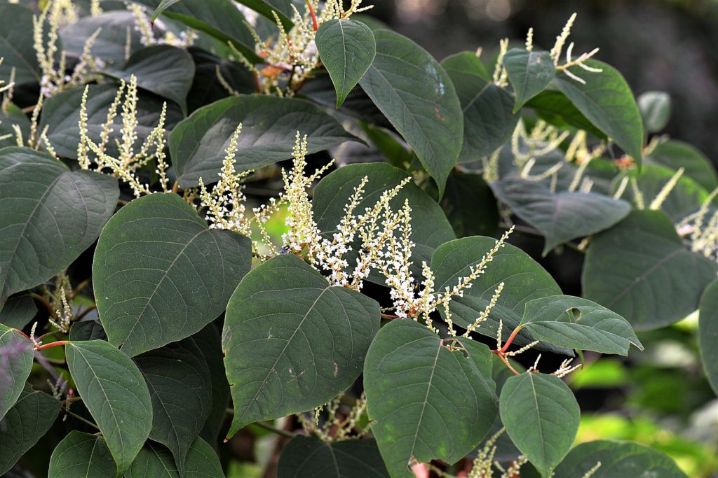 Japnaese Knotweed a herb talked about for chronic Lyme