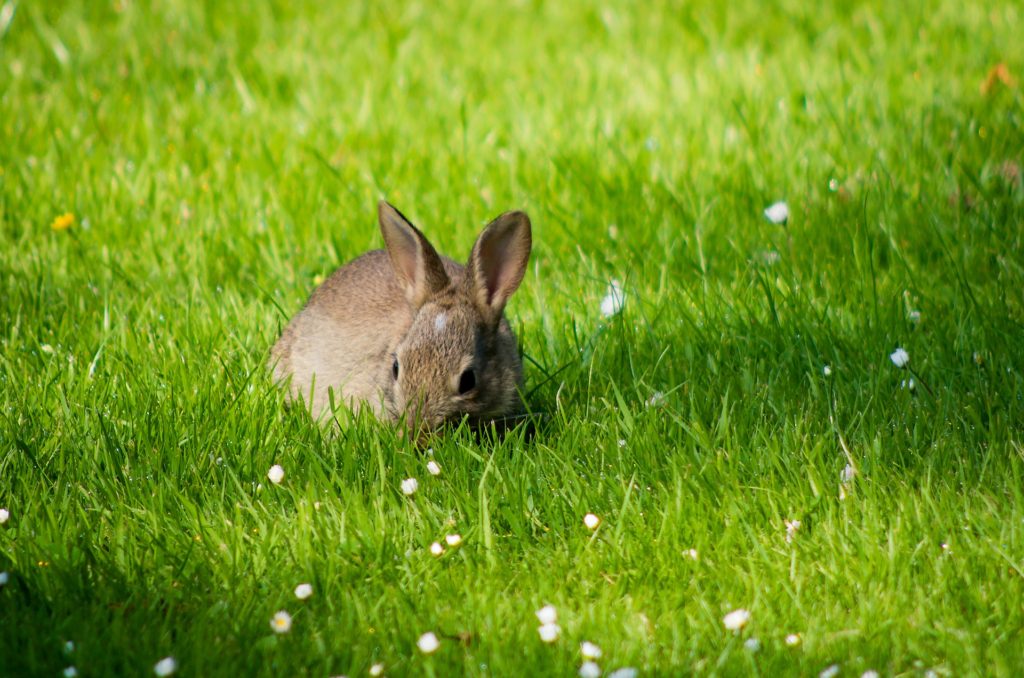 Keep the grass cut move more mowing