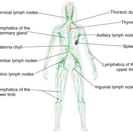 Spring Thaw Time To Support Healthy Lymph