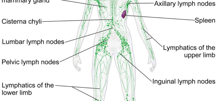 Healthy Lymph flows in this system of vessels and organs