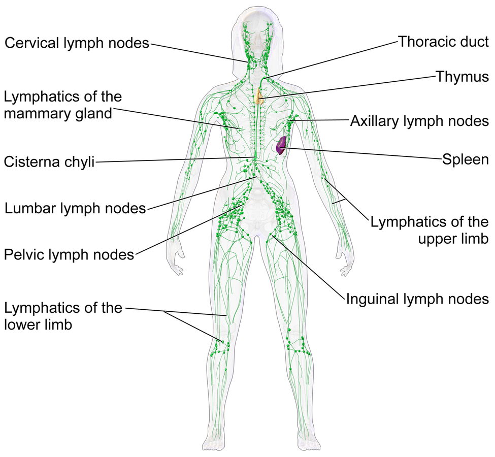 Healthy Lymph flows in this system of vessels and organs