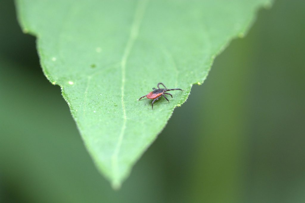 Lyme Myths abound about tick behavior